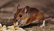 24 Hour & Emergency Exterminators in Woodbury, IL